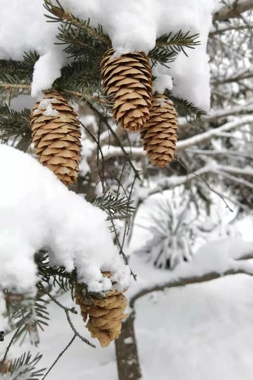 唯有雪花真绝色，飘落时节动师大