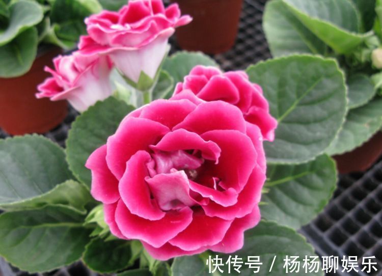 美人|喜欢菊花,就养盆“玫瑰精品”可爱多,似美人偏偏,娇艳高贵