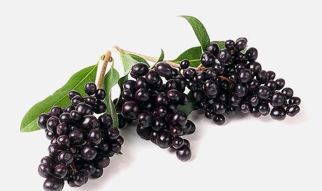 乌发|有一味不被重视的中药,补肝肾还明目生乌发,与枸杞比哪个好