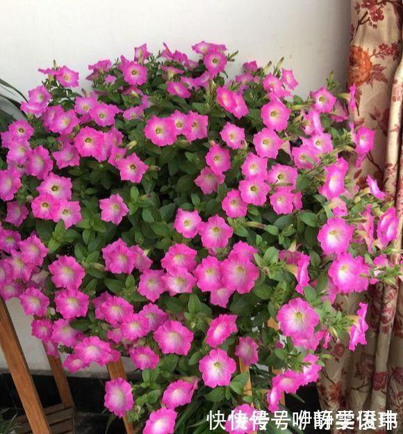 3种“掐头花”,娇生惯养不成器,天天修理它,月月爆花球