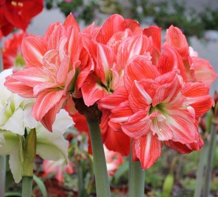 4种“懒人花卉”,越不管长得越好,个个长爆盆,比绿萝好养!