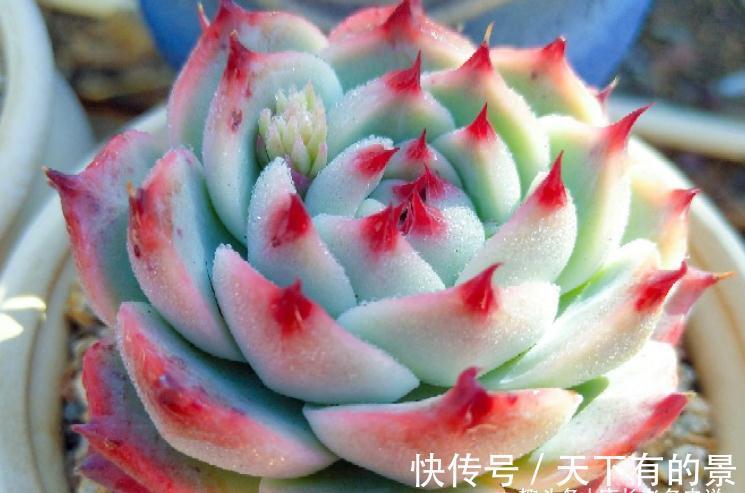 叶展|多肉吉娃娃株型小巧，单头最多10厘米左右，想翻盆秋天正是时候