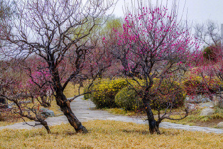 河北石家庄植物园：梅花盛放迎春来