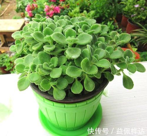 花草|4种花,适合养在卧室,皮实好养又省心,关键还能改善睡眠