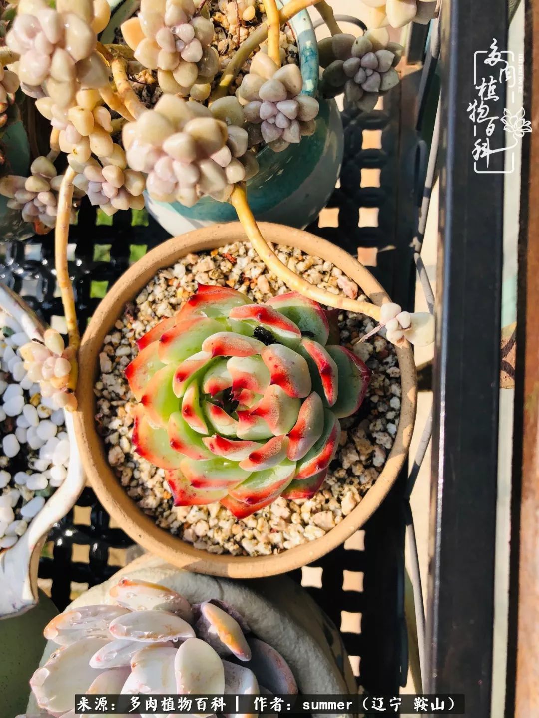 活着即是王道!我和我大东北的多肉们!