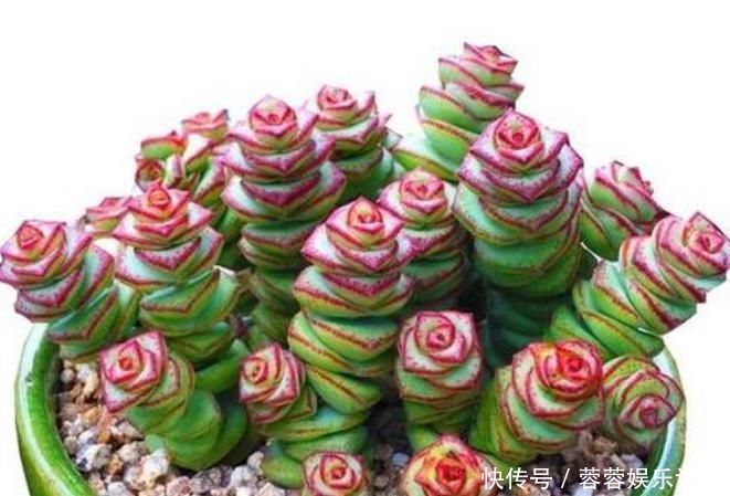 旺运花|夏天就养此款植物,丢到阳台,四季有花开,花香四溢飘满屋,美