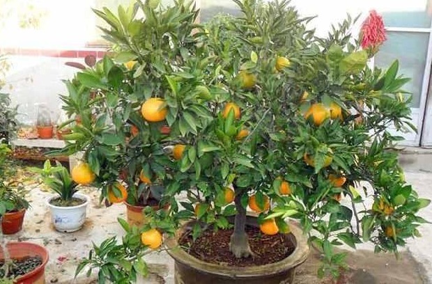 吉星拱照|阳台也可以挂满水果,3种水果盆栽,你值得拥有!