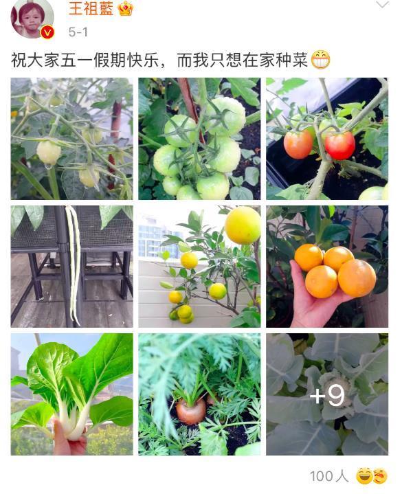 蔬菜|王祖蓝晒自家有机菜园，引10万网友点赞，网友：这就是向往的生活