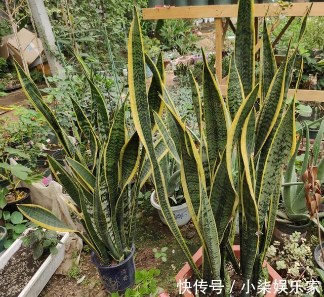 虎皮兰叶片打弯“软塌塌”，4个“毛病”改过来，油绿挺拔直冒芽