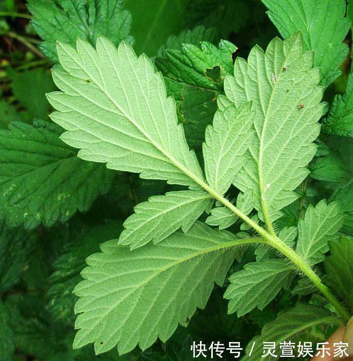 农村|农村这种野草，农民用它熬粥，殊不知它价值珍贵，一斤30元