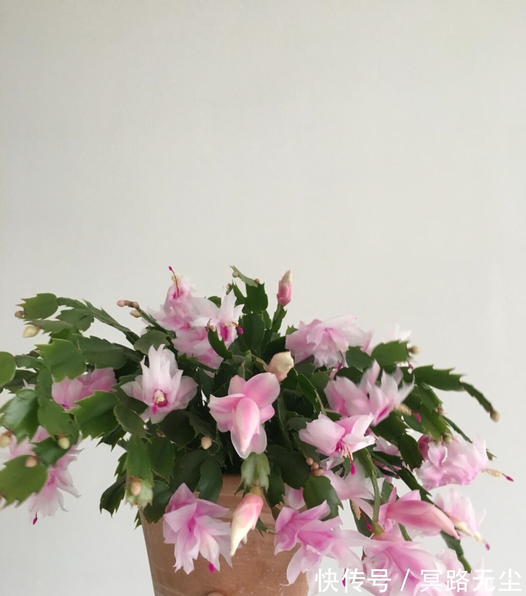 开花|蟹爪兰开败后,2件事别做错,否则想再开花,很难