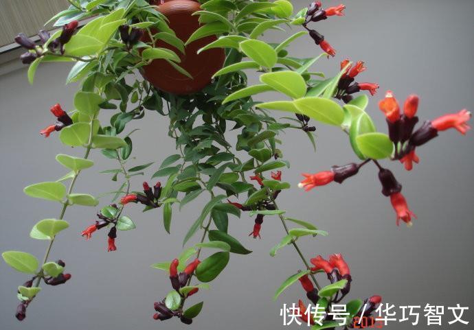 别养绿萝吊兰了,此盆栽植物更值得拥有,花叶俱美,室内也能养