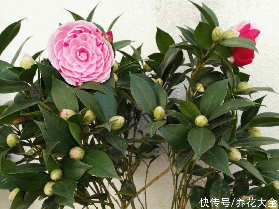 修剪|8月后，6种花别修剪，小心以后不开花