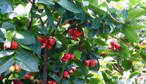 血糖|血糖高的人,尽量多吃3种“食物”,帮你远离“糖尿病”,试试吧