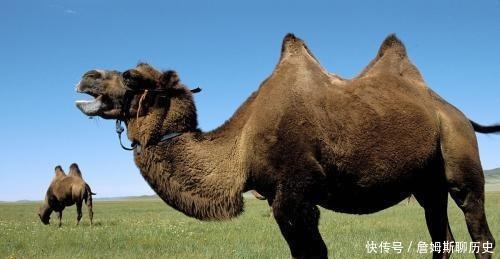 子孙|两个奇葩的王朝头一个不许子孙谒陵,后一个下葬要杀小骆驼