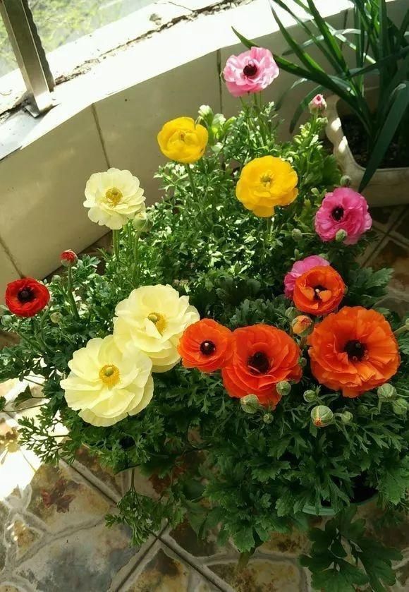 5种花叫做“度夏难”,到了夏天就黄叶干枯,花友年年养年年买