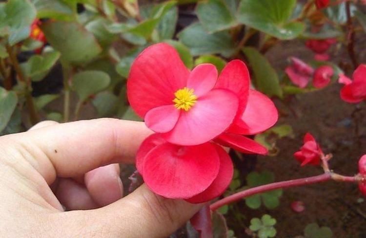 长出更多|这6种花,要经常“摘心”,分枝多开花多,株形更丰满