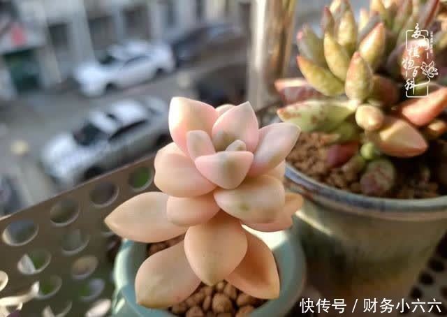 揭秘:那些干净又温暖的多肉照片从哪里来?