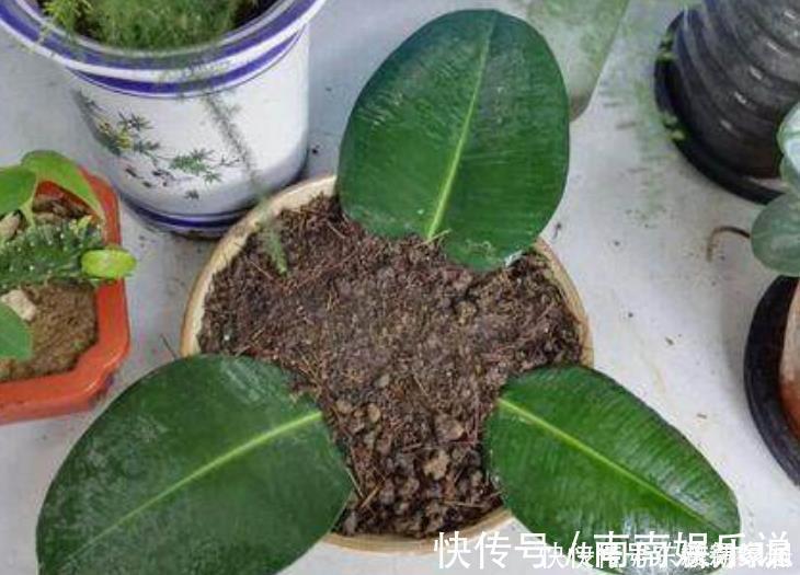 新手|4类花卉，可以拿叶子繁殖，新手也能扦插养活