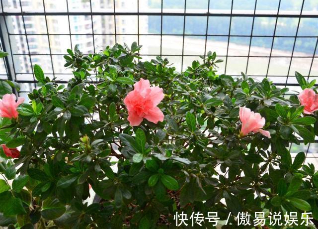 营养物质|家中的“旧电线”别乱丢,往盆里埋一点,花卉都喜欢,爆盆不止!