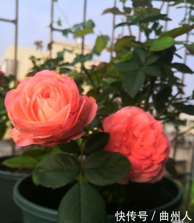 诺娃阳台，盆栽绿植新宠，叶色油亮有光，花朵美又香，四季开不断