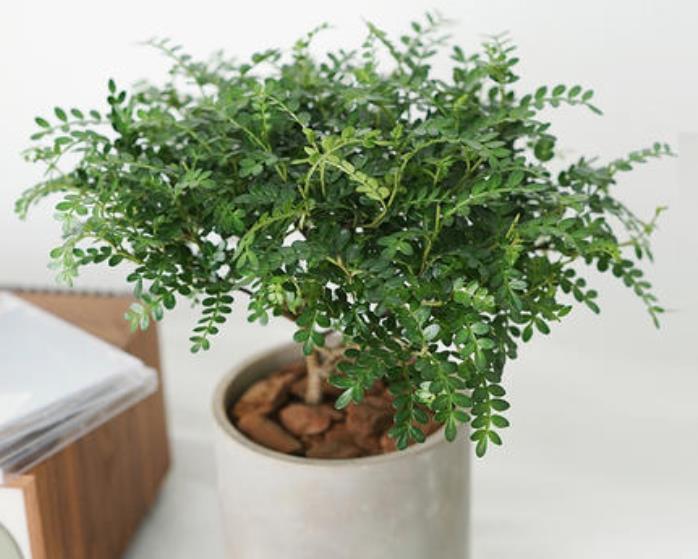 “懂花人”给客厅养四种花,美观大气,净化空气有“旺财”的寓意