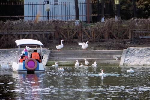 汉城湖萌宠大白鹅——穿梭在水面上的“精灵”