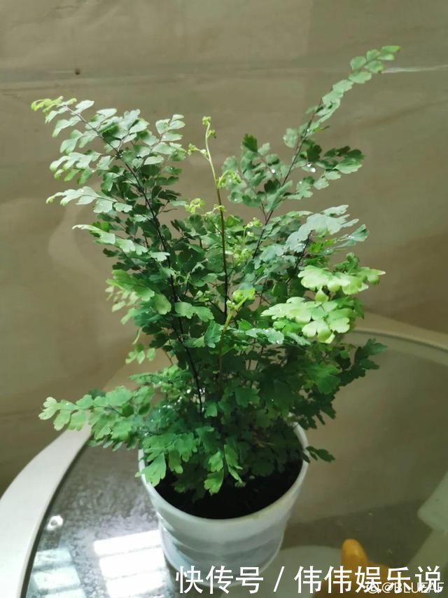 地方|夏天养花,这个地方千万别摆,否则3天死翘翘