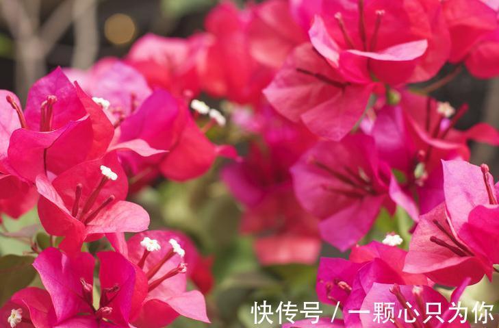 月季|冬天给这些花来剪两下,保证越长越好,再冷也冻不死