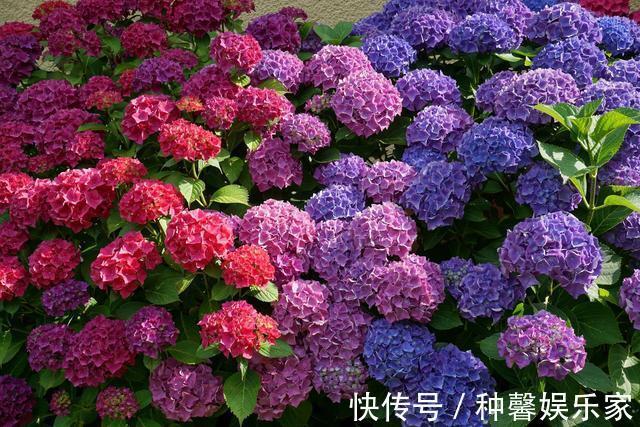 秋天就扦插“绣球花”，遇土就生根，阳台放不下，春天开成花园