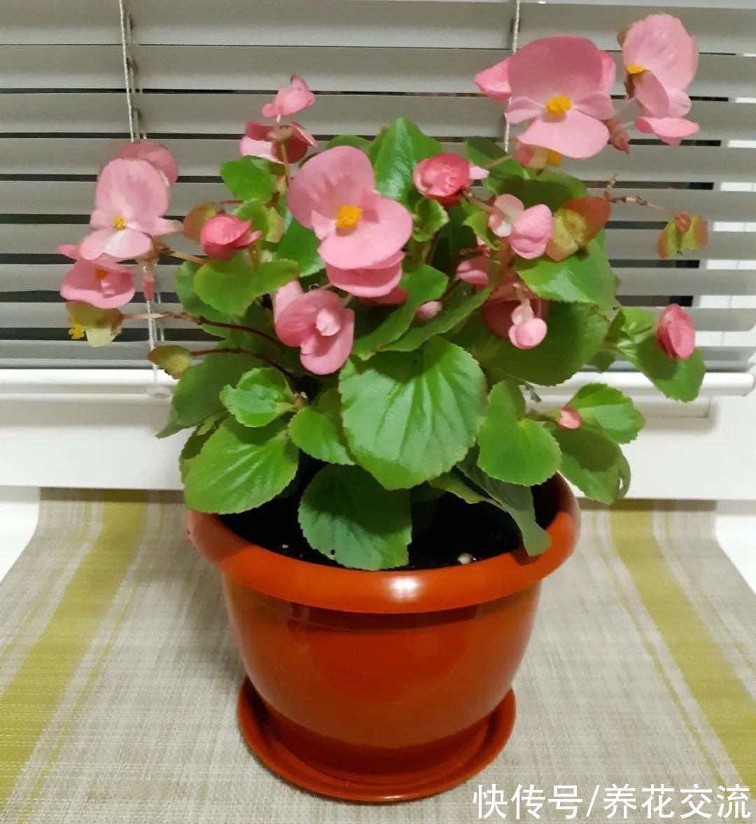 室内|15种可以在窗台上开花灿烂的室内盆栽,有散射光就能正常开花