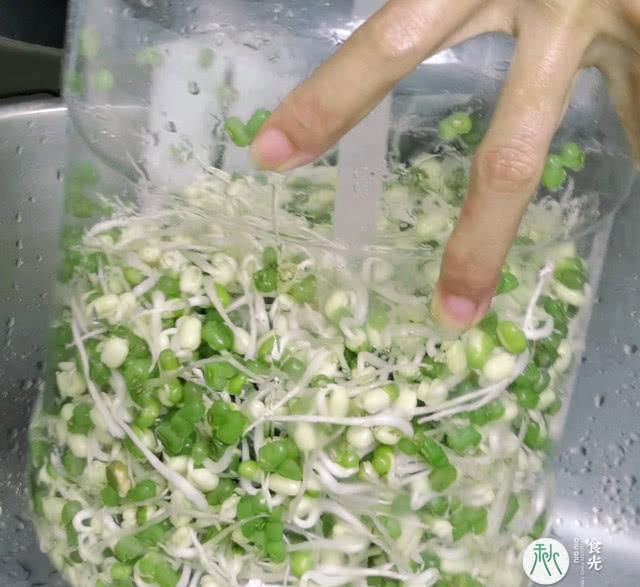 喜欢吃绿豆芽的快来看看,3把绿豆5天生出1大桶,安全健康放心吃