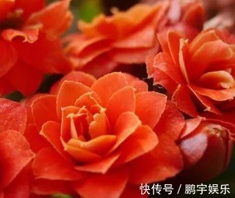 磷酸二氢钾|家养长寿花总是开花少做好这几个小细节,轻松花开爆满盆