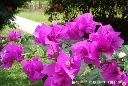 家养|家养三角梅总是开花少学会这三个小技巧，轻松花开爆满盆