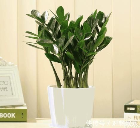 家养“4种花”,增福、旺财长势好,放在客厅空气清新,家中必备