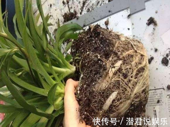 修剪|秋天换盆不修根不如不换，一把剪刀挥两下，长势疯狂压不住！