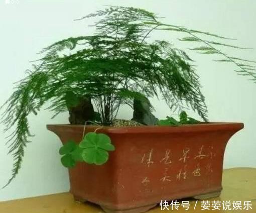 文竹盆土里插个“神器”,盆土状况一目了然,变成茂密“小森林”