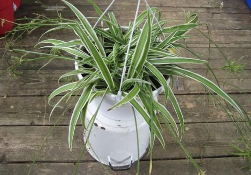 5种常见“养花水”，好使、不花钱，浇什么花都能用