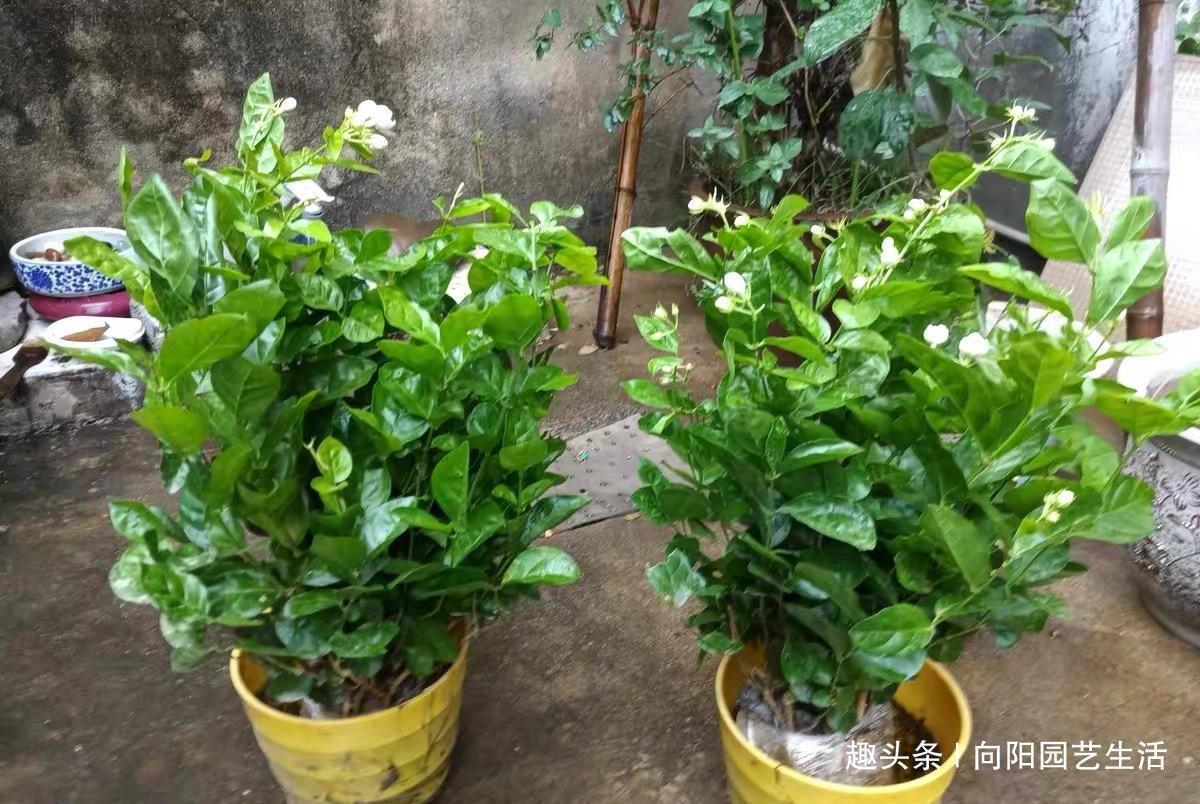 春天养花，准备“3种”肥料，开花不用犯愁，爆花效果非常好