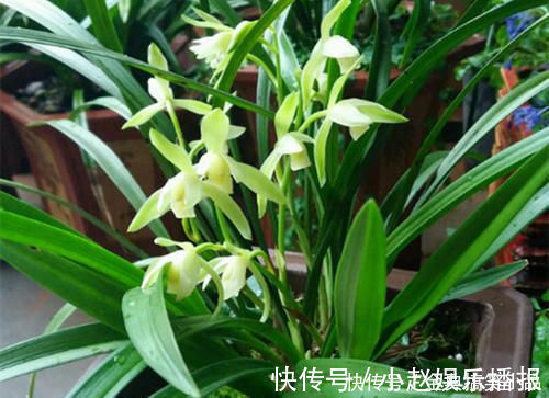 什么淘米水、黄豆水都不如它,用来养兰花,新叶侧芽一起长