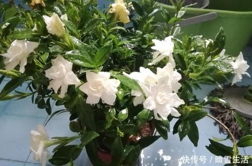 果皮|自制肥料难不难?有着20年经验的养花人:懂“这2样”就够了