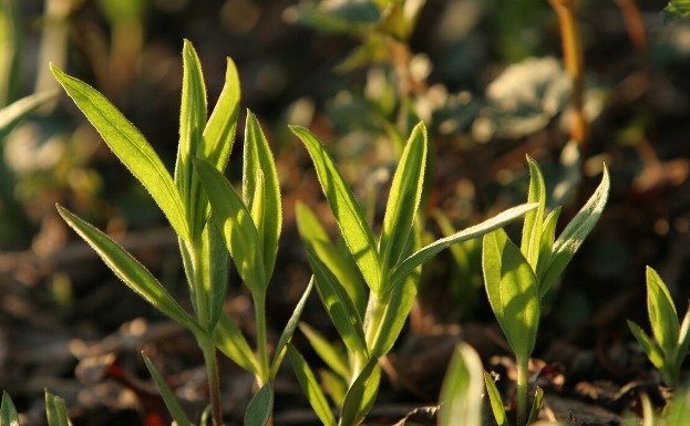凉拌|65种野菜图片，带你认识不同的野菜和吃法，你想要的野菜这里都有