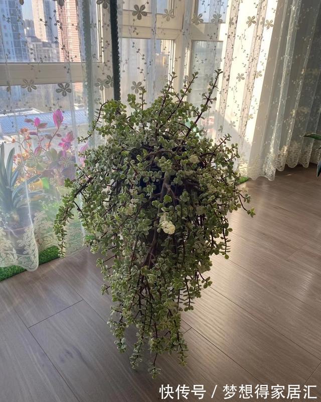 4年不修剪的雅乐之舞长成这样,花友都说挺好看,早修剪会更美