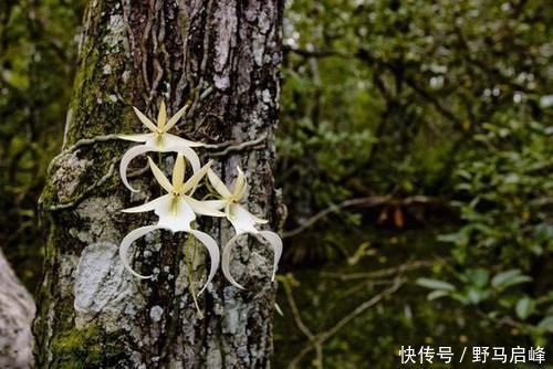 兰花|喜马拉雅山发现的价值1500万的兰花？这兰花凭什么这么贵？