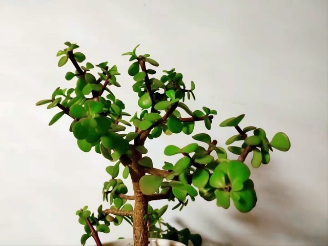 耐旱性|盆栽金枝玉叶,学会5个养护小技巧,枝叶茂盛,2年长成小“老桩”