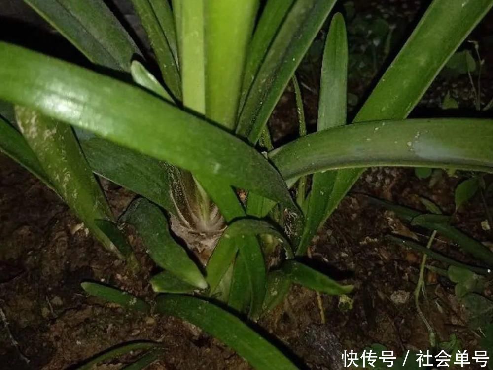 营养液|朱顶红埋土里,如何能年年开花,球变大、变多?