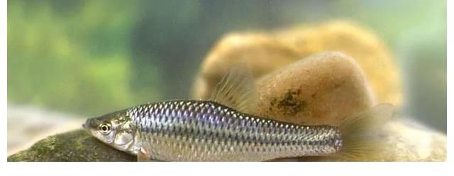 江西水库麦穗鱼泛滥？其实它已入侵34国，欧洲早就成“重灾区”