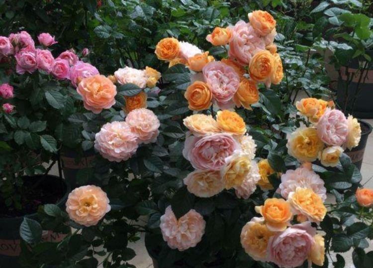 适合居家养护的几款花卉,花香易打理,不闻不问也能花大色艳