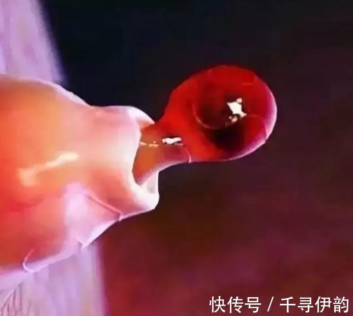 过程|显微镜下的“异世界”排卵过程像火山爆发!