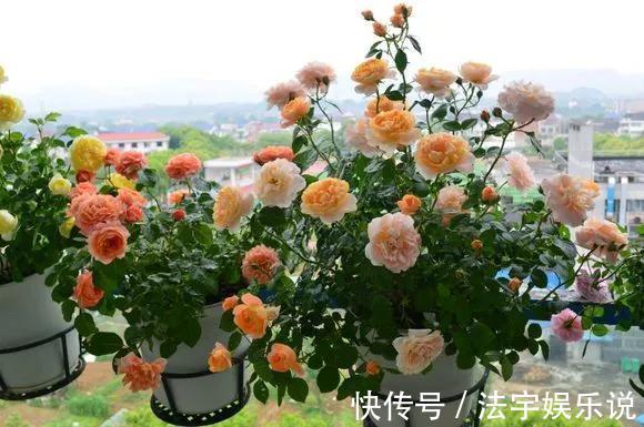 养花|淘米水啤酒水,真不如这种水,养花一绝,浇一盆旺一盆